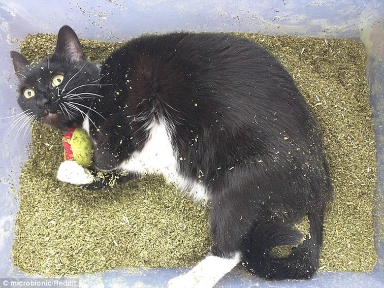 Cat in a tub of catnip