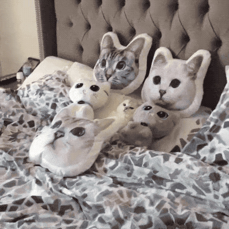 cat sleeps next to cat-shaped pillows