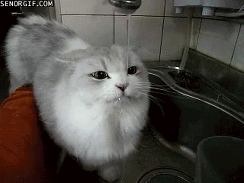 cat drinks from faucet