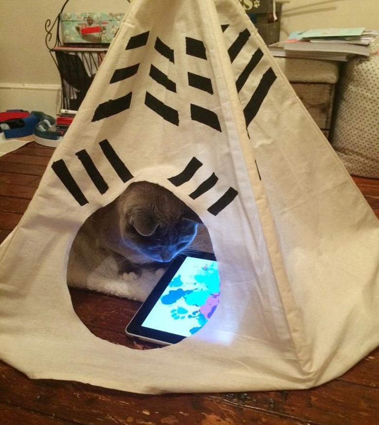 cat in yurt watching ipad