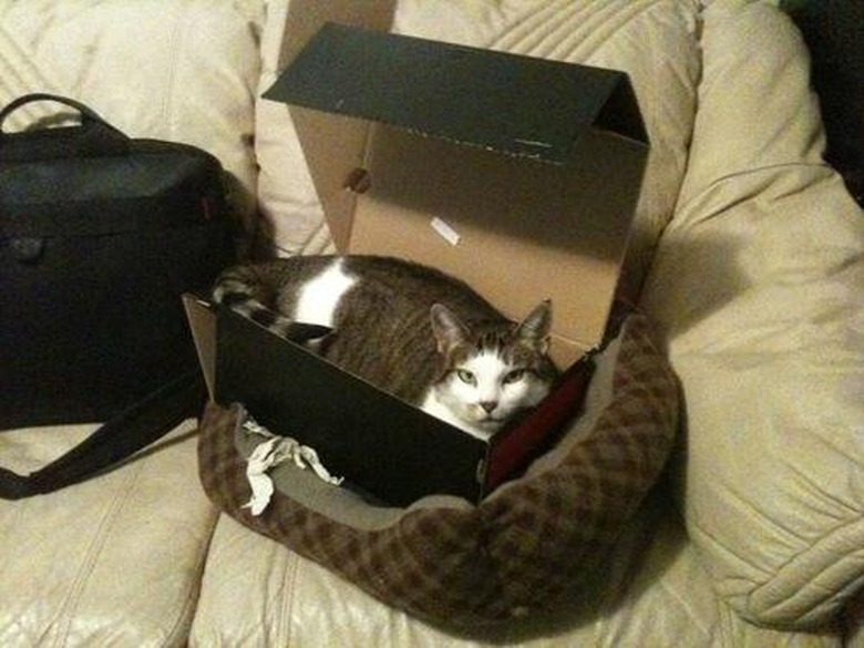 Cat in box in cat bed