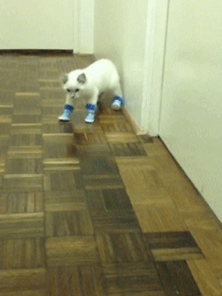 cat walking in shoes