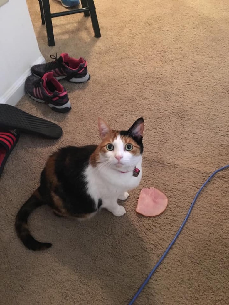 Cat sitting next to a slice of ham.