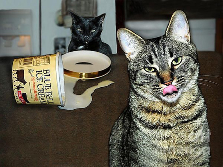 Cats with empty ice cream carton.