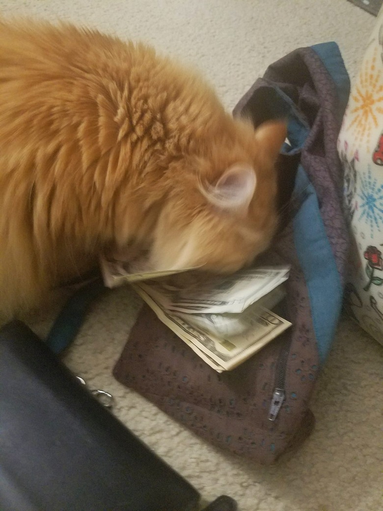 Cat taking money from purse.