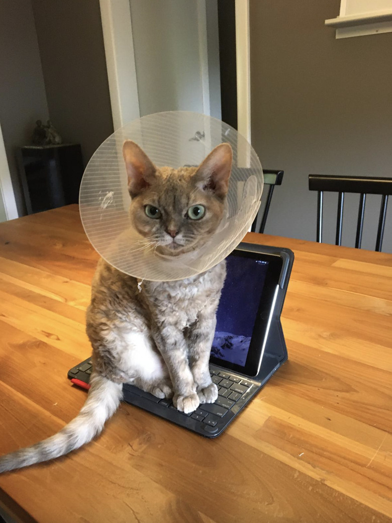 Cat wearing cone looks annoyed while sitting on iPad with keyboard.