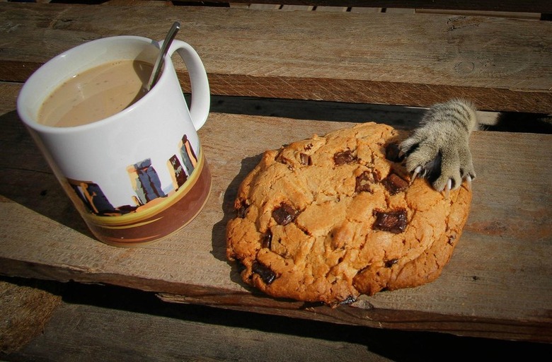 Cat stealing a cookie.