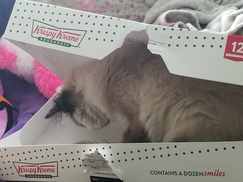 Cat sitting in a doughnut box.