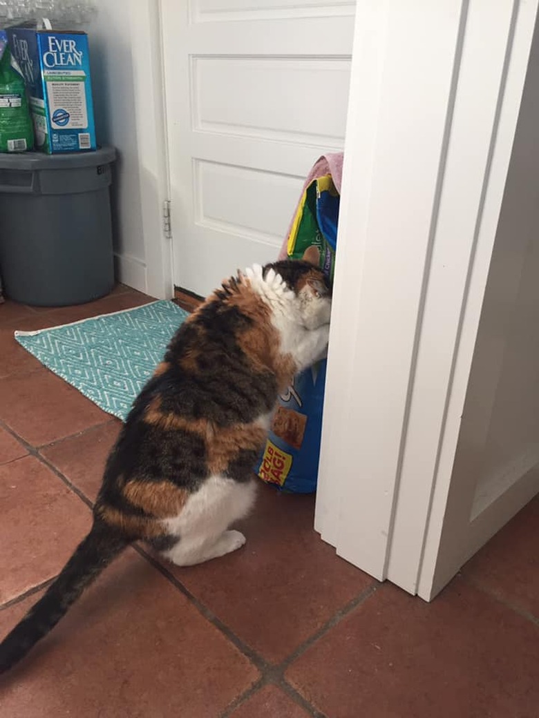 Cat eating from bag of cat food.