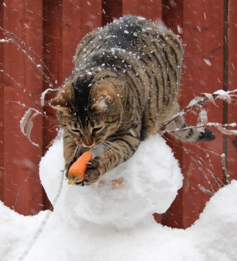 Cat taking carrot nose from snowman.