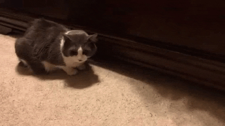 cat steals food from second cat.