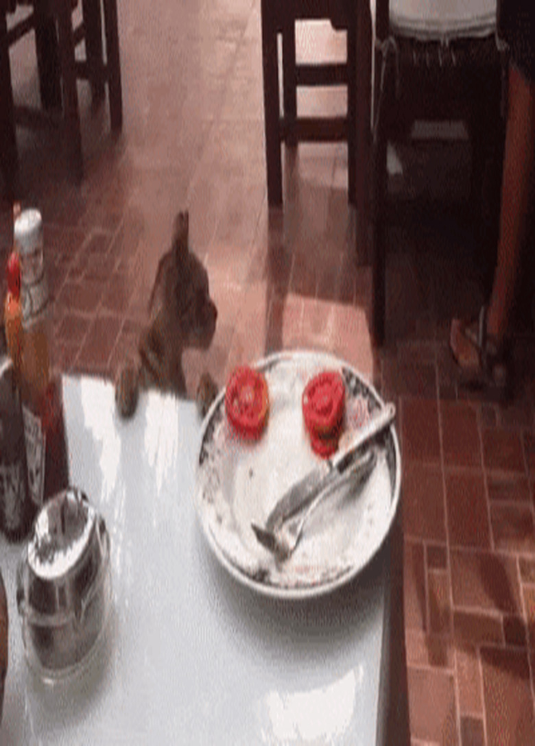 cat steals tomato from plate.