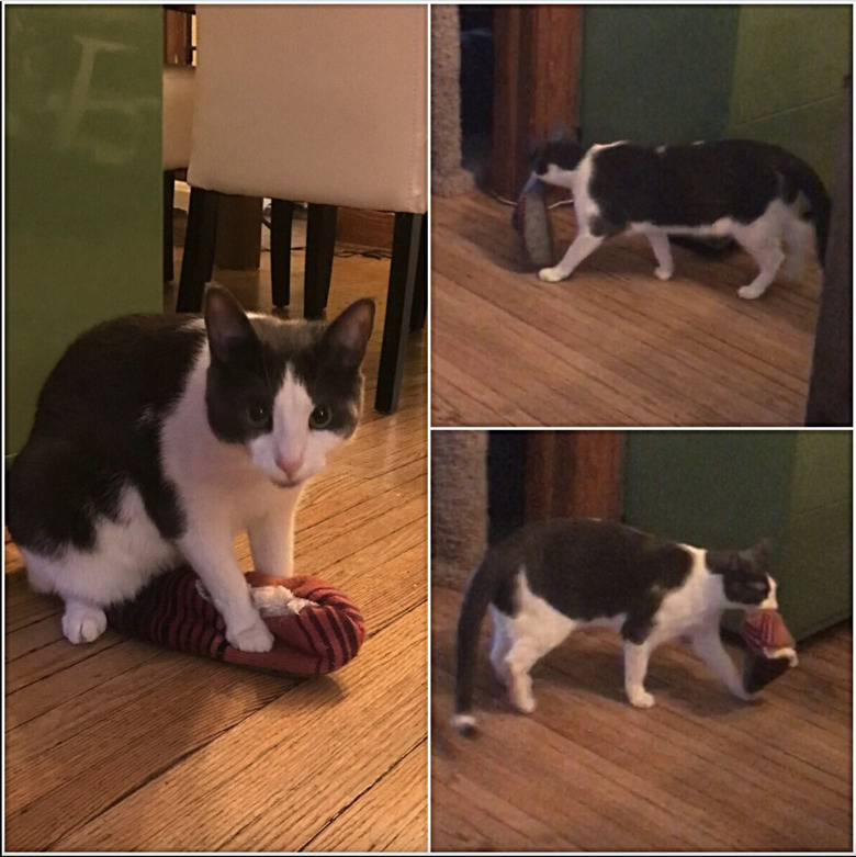 Three photos of a cat stealing their human's slippers.