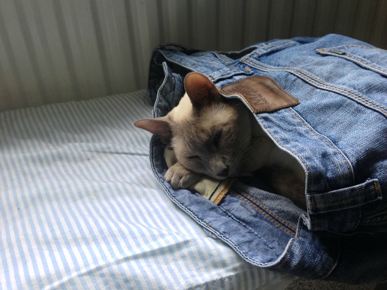 Cat sleeping in a pair of jeans.