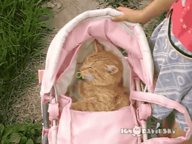 sleeping cat in baby stroller