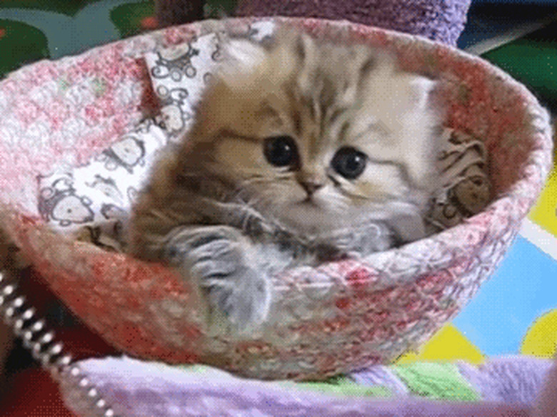 cute kitten in bowl