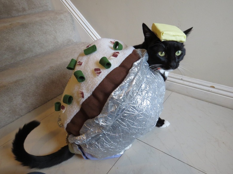 Cat dressed up like a baked potato