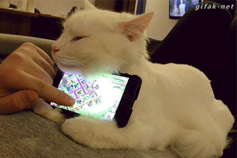 sleeping cat holds iPhone