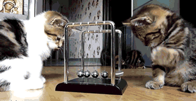 cat's playing with Newton's cradle