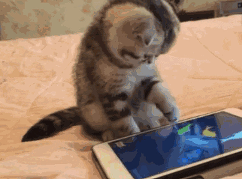 cat chasing fish on iPad