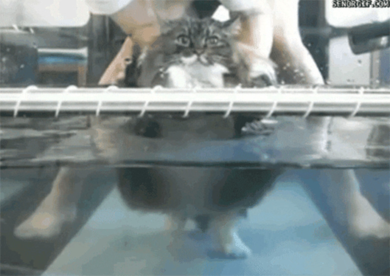 cat on underwater treadmill