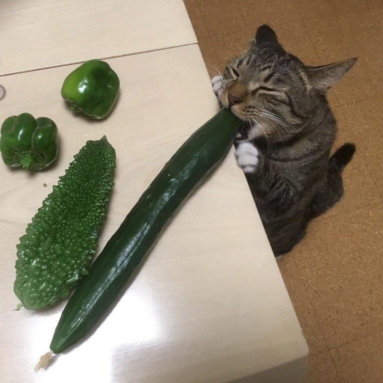 cat trying to eat cucumber