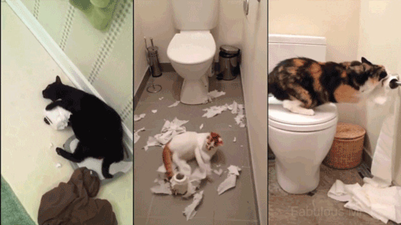 cats destroying toilet paper