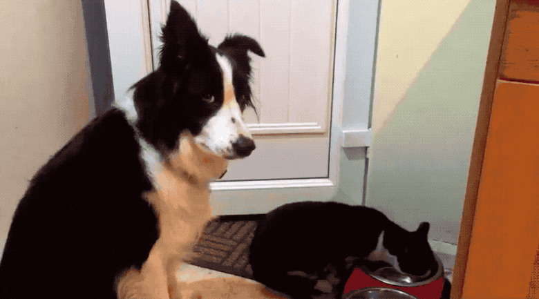 cat eats dog's food