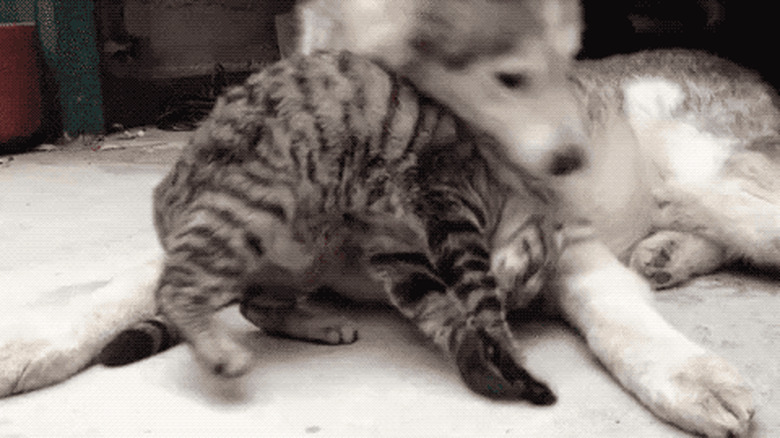 cat and husky cuddling