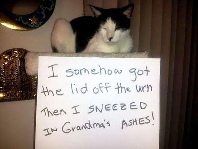 Cat shaming: 