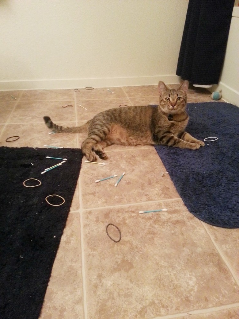 cat makes mess in bathroom