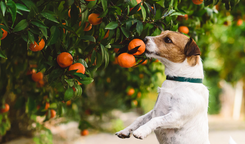 Dog sniffing mandarin on tree likes citrus fruits