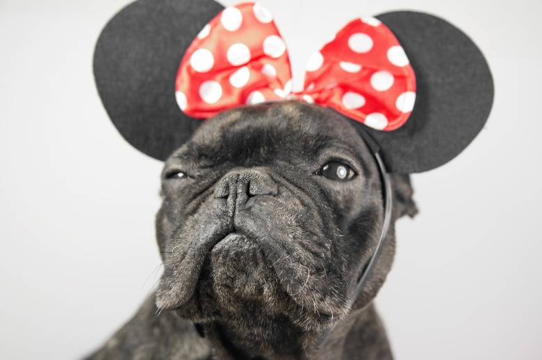 French Bulldog in Minnie Mouse ears