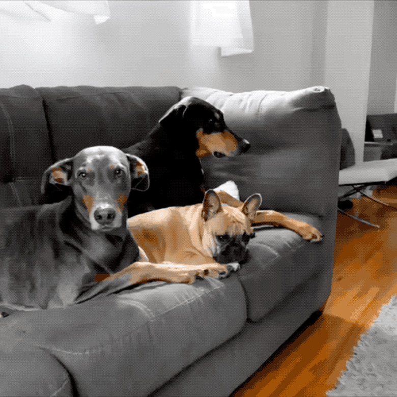 dogs watch as cat plays fetch