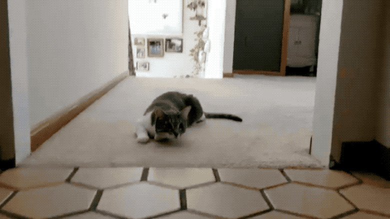 cat loves playing fetch