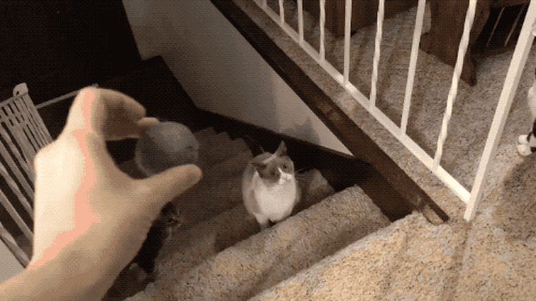 cats fetch ball thrown by human