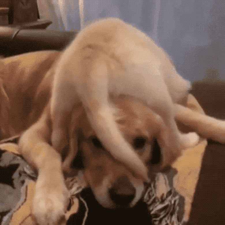 puppy crawls on dog's head