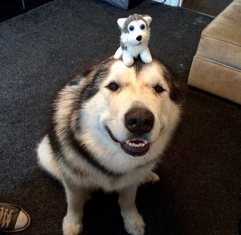 dog balancing stuffed dog on his head