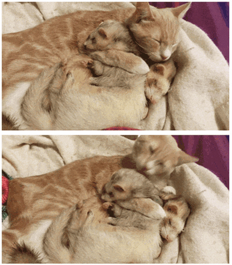 cat grooms ferret