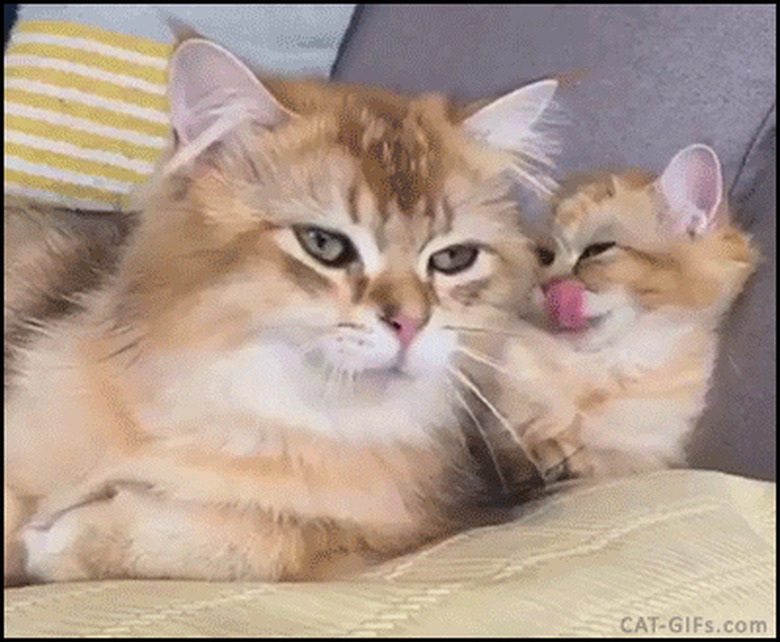 cat and kitten yawn simultaneously