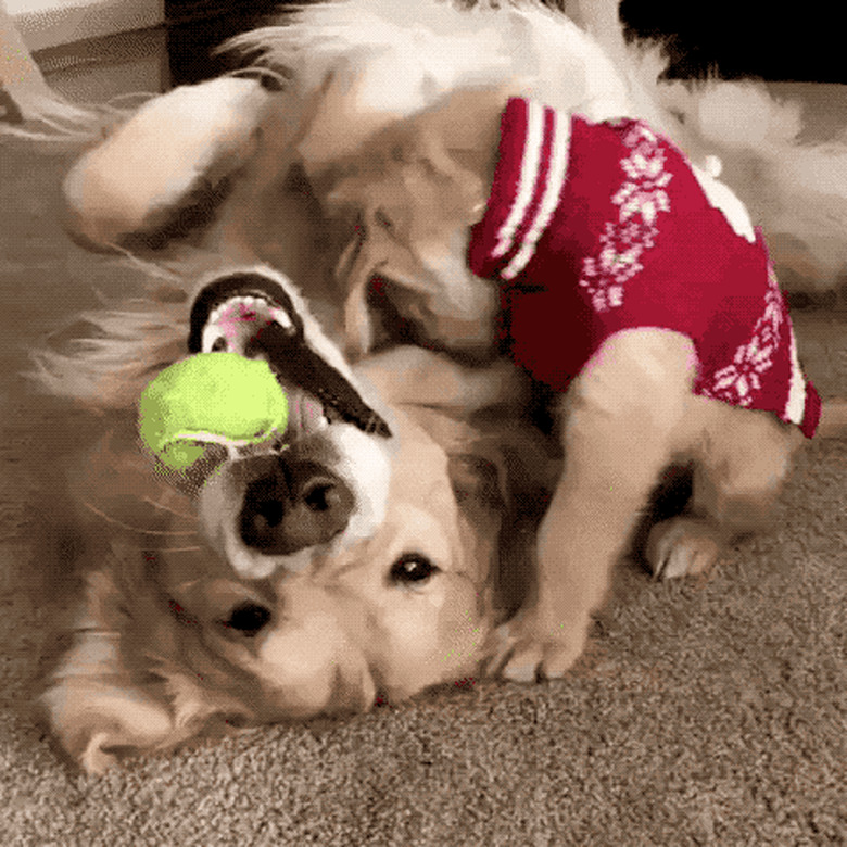 puppy tries to get tennis ball from his dad