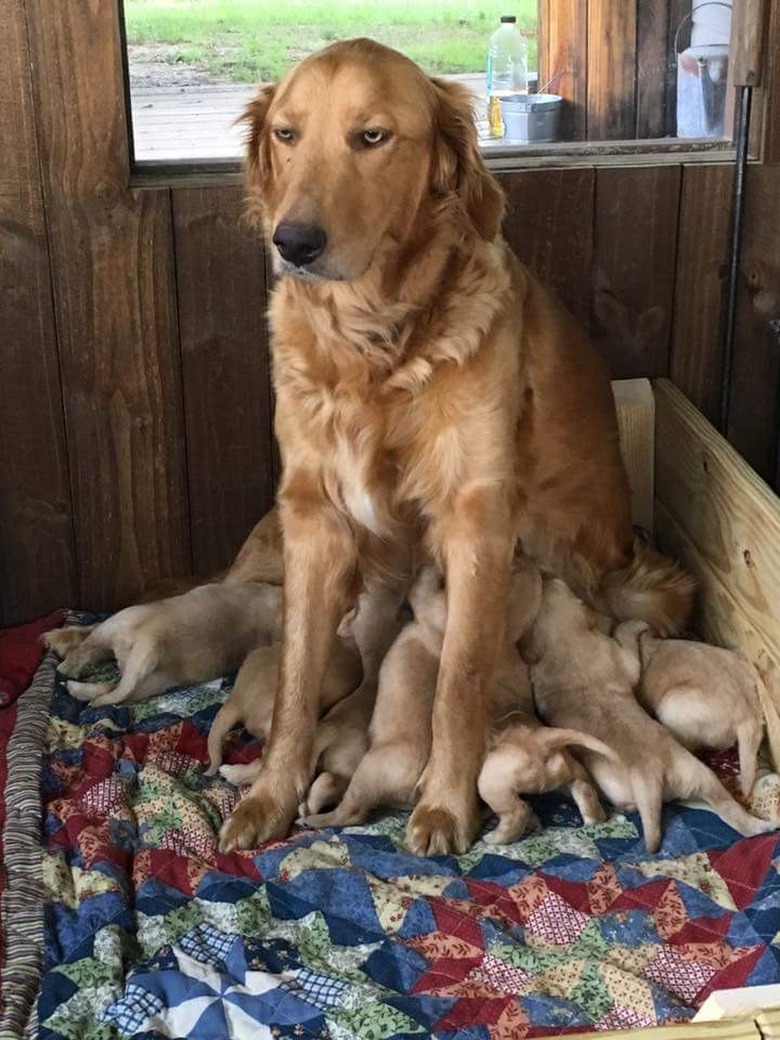 Animal Parents Who Are Just Doing Their Best