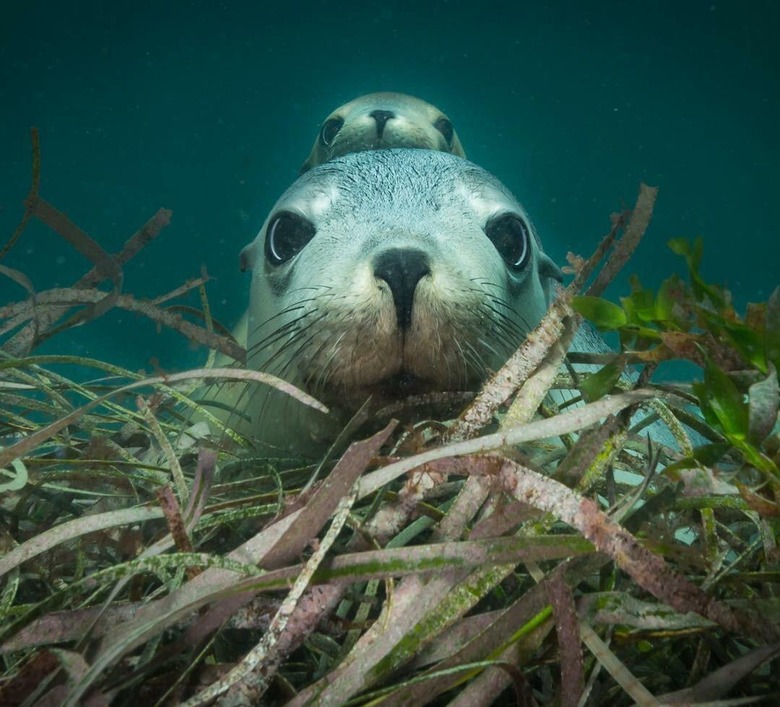 Seal underwater with seal pup looking over her head.