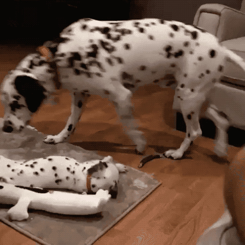 dalmatian mom checks on puppy