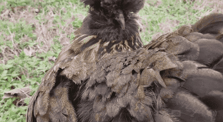 bird keeps chick warm under feathers