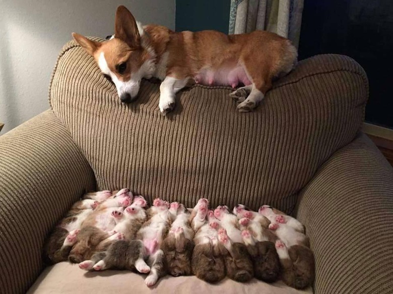 Corgi lying on back of armchair, looking down at seat full of her puppies.