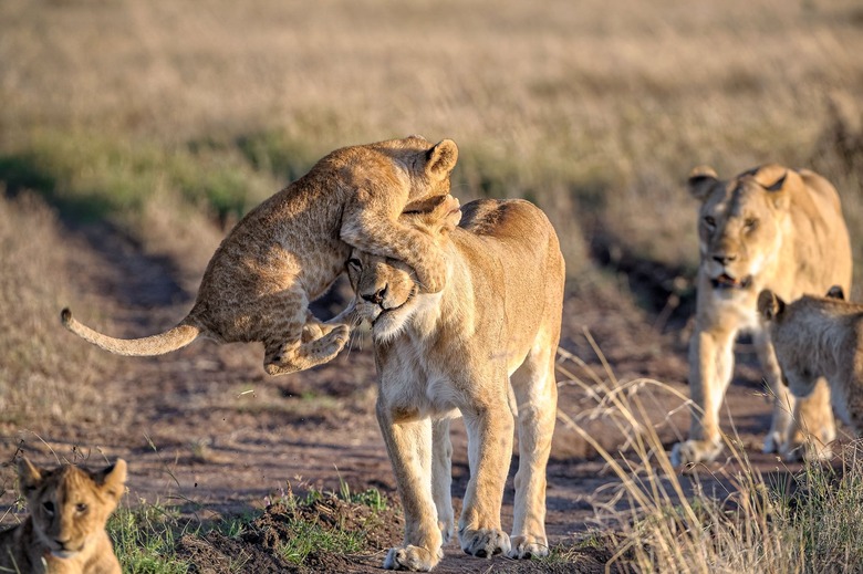 Lion cub pouncing on lioness's face.