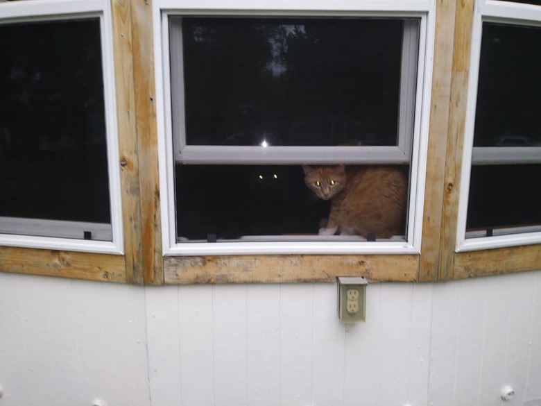 black cat blends into shadow in open window