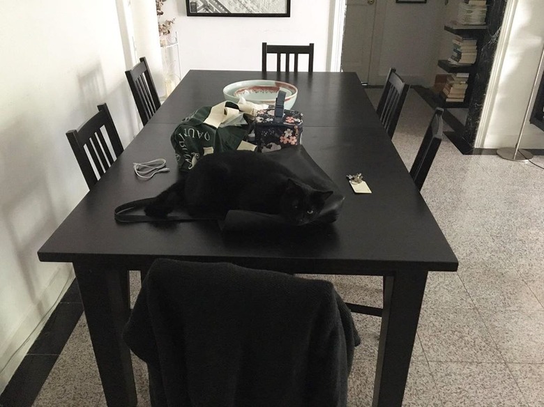 black cat sleeps on black bag on black table