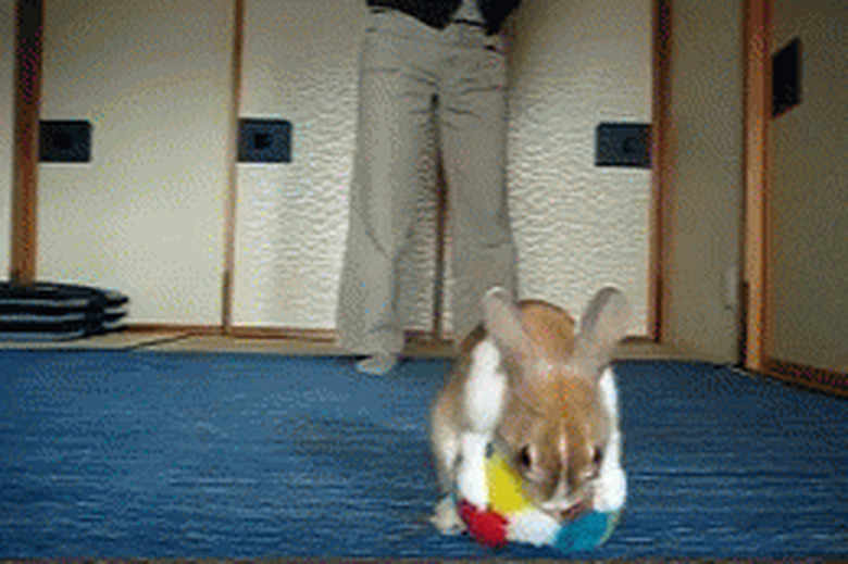 bunny plays with soccer ball